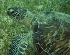 Turtle, by Ken Fanson