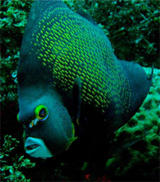 Angelfish