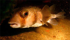 Pufferfish again