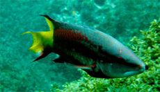 A fish
