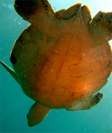 Turtle Undercarriage