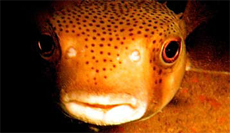 Puffer (fish)
