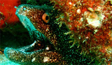 Moray