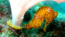 Seahorse