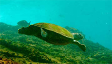 Turtle