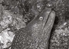 Moray Eel