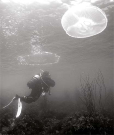 Diver and Jellyfish