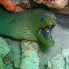 Underwater photographer John McEvoy, giant moray