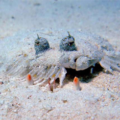 Peacock flounder and crab eyes by Ross Neil