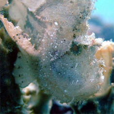 Underwater photographer Ross Neil, leaf fish
