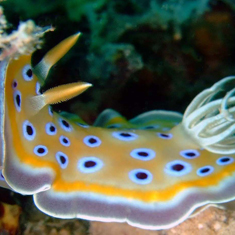 Underwater photographer Ross Neil, nudibranch