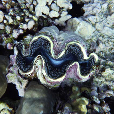 Underwater photographer Dean Pepper, clam