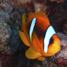 Underwater photographer Dean Pepper, clownfish