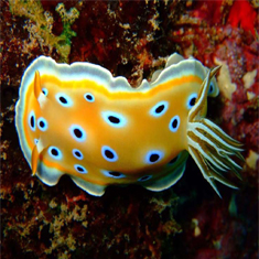 Underwater photographer Jessica Tilley, nudibranch