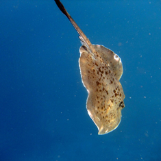 Underwater photographer Vivian Wilkins, ray