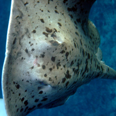 Underwater photographer Vivian Wilkins, ray