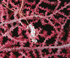 Seahorse plus Coral