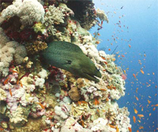 Moray