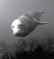 Diver and Seal