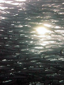 Barracudaras
