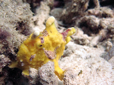 Frogfish