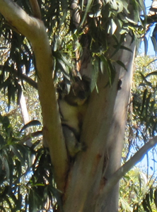 A koala.  No, honest, it is.