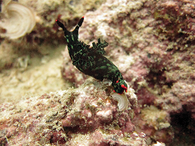Some sort of nudibranch