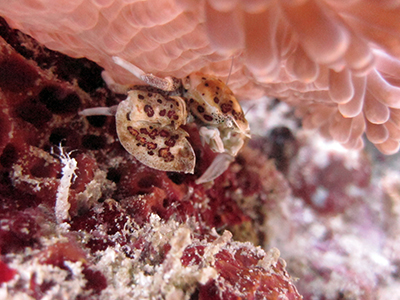 Porcelain Crab
