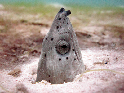 Snake eel
