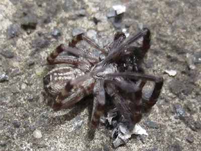 Spider (giant)