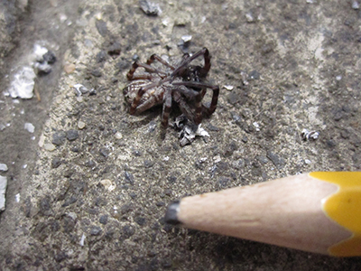 Spider vanquished by Gates or Jobs, depending upon your time frame