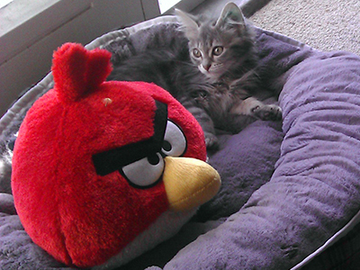 Kitten consorts with member of allegorical 9/11 organisation