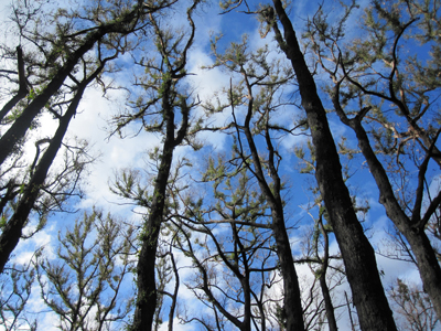 Carbonised trees regenerate in the bush after last summer's fires