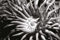 Coralia Corealis