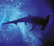 Get the Hell Outta The Way, Hammerhead