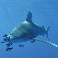 Underwater photographer Robert Bagdi, oceanic whiteip shark