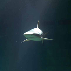 Grey reef shark by Mark Bruce