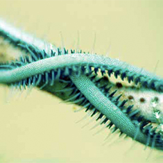 Worm by Simon Gardener