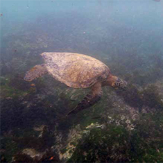 Underwater photographer Kate Hardie, turtle