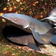 Whitetip Reef Sharks by Super Jolly
