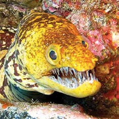 Yellow moray eel by Alan Smith