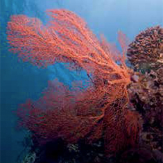 Underwater photographer Phil Tait, fan coral