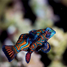 Underwater photographer Phil Tait, award-winning mandarinfish