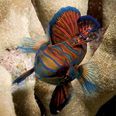 Underwater photographer Phil Tait, mandarinfish