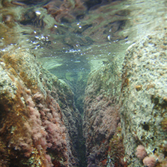 Underwater photographer Richard Taylor, Corsica seascape