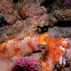Underwater photographer Vyv Wilkins, cuttlefish
