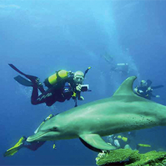 Dolphin by Vyv Wilkins