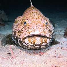 Underwater photographer Vyv Wilkins, grouper
