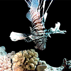Underwater photographer Vyv Wilkins, lionfish