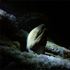 Moray by Vivian Wilkins